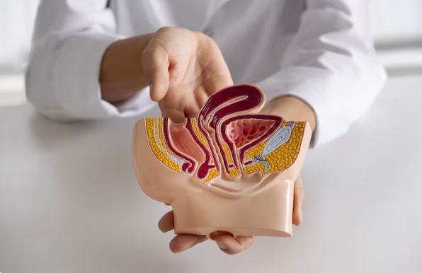 Gastro-entérologue Tunisie Gastro-entérologue